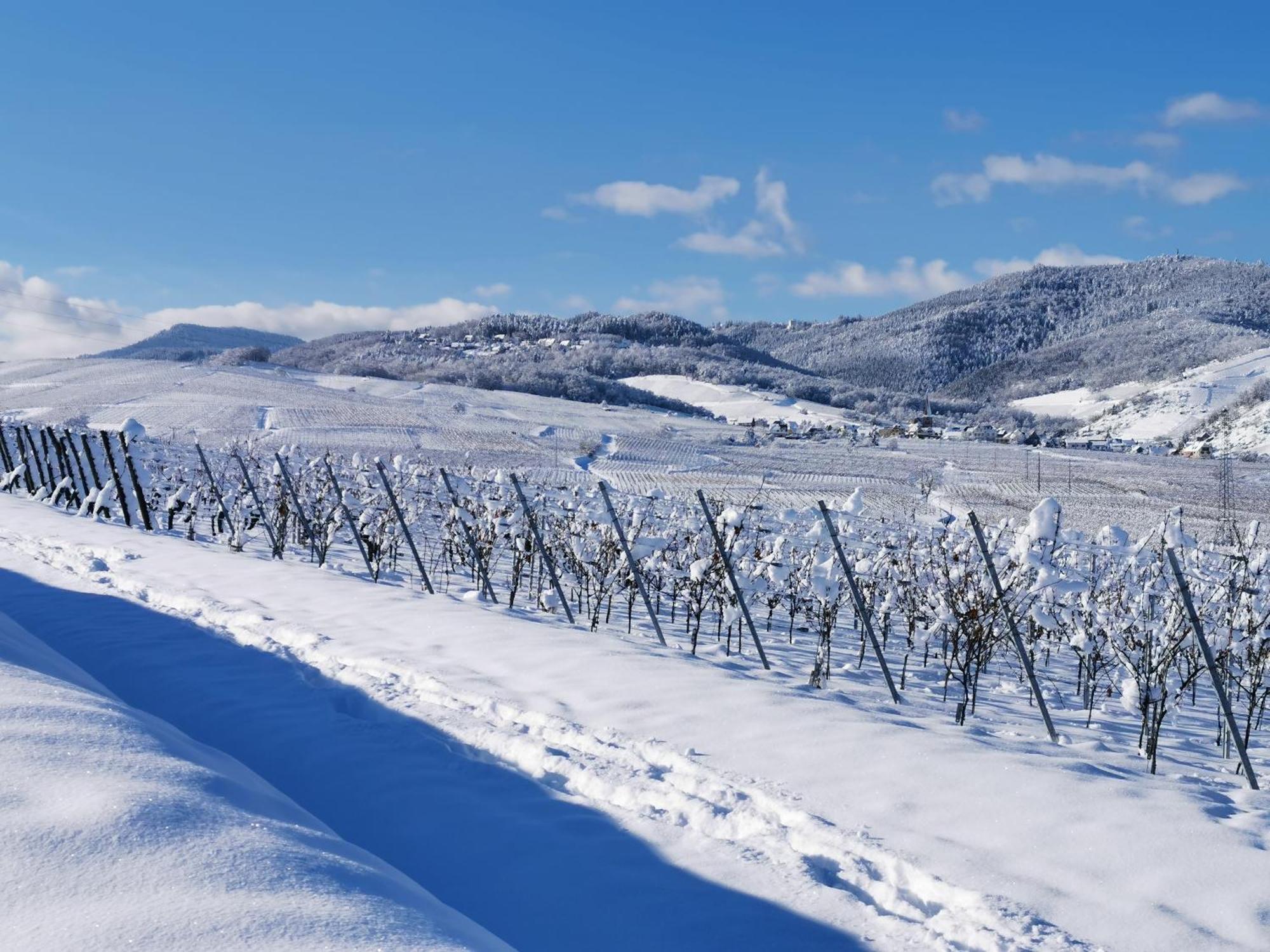 Entre Ville Et Vignes - Gite Classe 3 Etoiles Ingersheim Exterior photo
